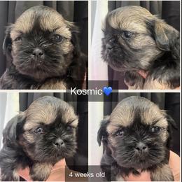 Kosmic - Black and tan male Shih Tzu puppy in Orange, California from Shih Tzu Hauz