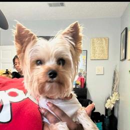 Mya - Yorkshire Terrier