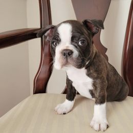 Boston Terrier Puppies from Our Gang Bostons