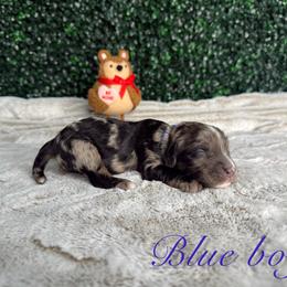 Blue boy - Blue merle male Bernedoodle puppy in Modesto, California from Two Doods Doodles