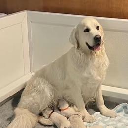 Hailey - Golden Retriever