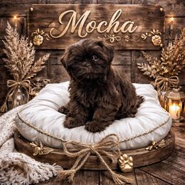 Mocha - Liver female Shih Tzu puppy in Connersville, Indiana from Royal Blossom Shihtzus