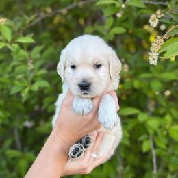 Black Collar Boy - Light golden male Golden Retriever puppy in Utah from Deseret Peak Goldens