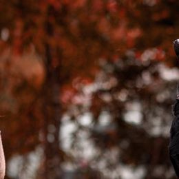 German Shepherds from Kilöff Working German Shepherds