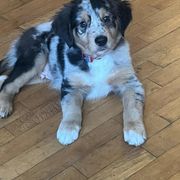 Border Collie, Golden Retriever, and Sporty Mix Puppies from Kreger's K9s