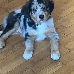 Border Collie, Golden Retriever, and Sporty Mix Puppies from Kreger's K9s