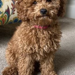 Assorted Doodle Crosses and Goldendoodles from Ettie's Doodles