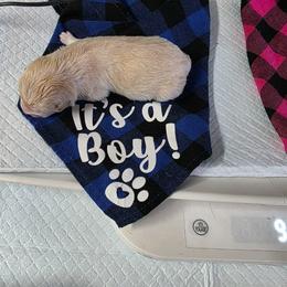 Boy 4 (cream) - Cream male Shiba Inu puppy in Denver, Colorado from Diamonds In The Ruff Boston Terriers