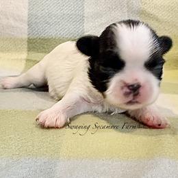 Black and White Female - Purple Collar - Brindle and white female Shih Tzu puppy in Crawfordsville, Indiana from Swaying Sycamore Farm