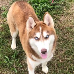 Oakley - Siberian Husky