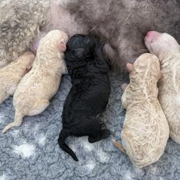 Girl 1 Apricot - Apricot female Goldendoodle puppy in Taneytown, Maryland from Curlydoodles