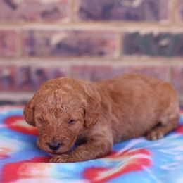 Poodle Puppies from Moss’ Poodles