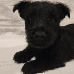 Pink - Female1 - Black female Scottish Terrier puppy in Conroe, Texas from Scotch McLaren Terriers