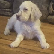 Girl 1 - Orange belton English Setter puppy in Spruce Pine, North Carolina from Violet Hill English Setters
