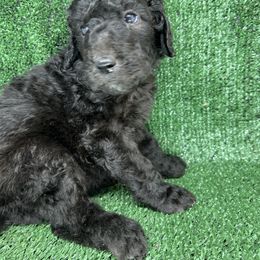Poodle Puppies from Triangle Standards
