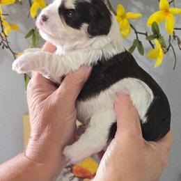 Norman -Liver Parti - Liver male Miniature Schnauzer puppy in Hertford, North Carolina from Little Bug Schnauzers