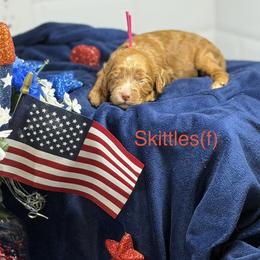 Skittles - Caramel red female Australian Labradoodle puppy in Citrus Heights, California from Elite Blend Labradoodles