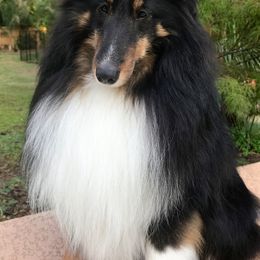 Shetland Sheepdogs from Idlewild Shetland Sheepdogs