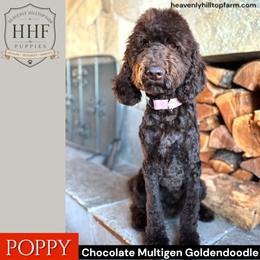 10. POPPY - Chocolate Brown Goldendoodle - Chocolate female Goldendoodle puppy in Charlo, Montana from Heavenly Hilltop Farm