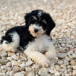 Remi - Phantom female Poodle puppy in Liberty, Texas from Poodles and Doodles Most Excellent Adventures