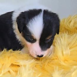 Australian Shepherd Puppies from Winsome Aussies