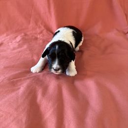 Girl 3 - Black and white Havanese puppy in Anderson, South Carolina from Cralyn's