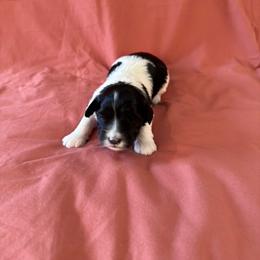 Girl 3 - Black and white Havanese puppy in Anderson, South Carolina from Cralyn's