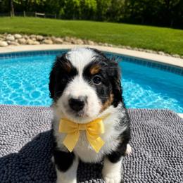 Flower - female Australian Mountain Doodle puppy in Batavia, Ohio from Donciedoodlesohio.com