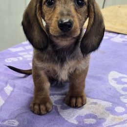 Red Wire Boy - Red male Dachshund puppy in Cheney, Washington from Nouvelle Standard Dachshunds