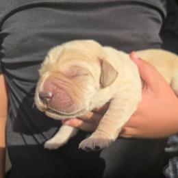 Yellow male 1 - Yellow male Labrador Retriever puppy in Conway, Missouri from Patton's Triple Pine Farm