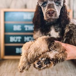 Goldendoodle and Poodle Puppies from Rolling Oak Doodles