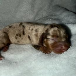 Indy - Dapple female Dachshund puppy in Turtletown, Tennessee from Stachia’s C4 Dachshunds