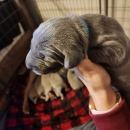 Blue Collar - Blue Weimaraner puppy in Mount Cory, Ohio from Dustin's Weimeraners
