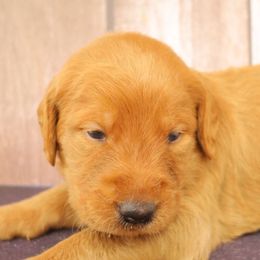 Red Collar - Caramel red male Labradoodle puppy in Apache Junction, Arizona from Loving Doodle