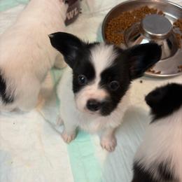 Female Puppy 4 - White and black female Papillon puppy in Kenly, North Carolina from Otto’s Papillons
