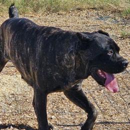 Callie - Cane Corso