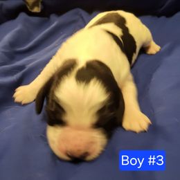 Boy 3 - Black white and tan male English Springer Spaniel puppy in Socorro, New Mexico from Huntin' Buddies