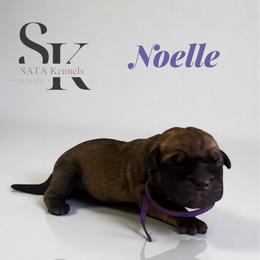 Noelle - Red female Boerboel puppy in Delta, Colorado from SATA Kennels