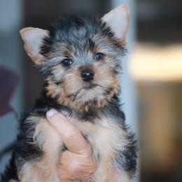 Cuddly Girl - Blue and gold female Yorkshire Terrier puppy in Stanton, California from Essence of Grace Yorkies