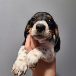 Dachshund Puppies from Far Far Away Dachshunds