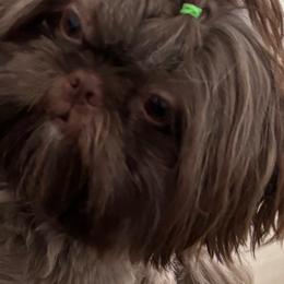 Makani - Shih Tzu