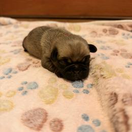Spyder - Fawn male Pug puppy in Moorefield, West Virginia from Wratchford Farms