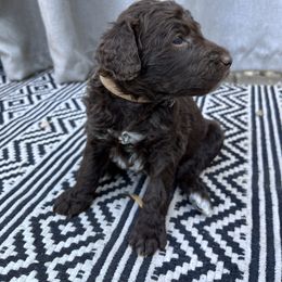 Labradoodle Puppies from Goindoodles