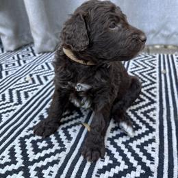 Labradoodle Puppies from Goindoodles