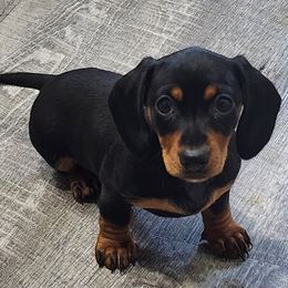 Rose - Black and tan Dachshund puppy in Eatonville, Washington from Fritz Family Friends