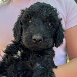 Light blue collar - Black male Goldendoodle puppy in Fairfield, California from Twin Sisters Doodles