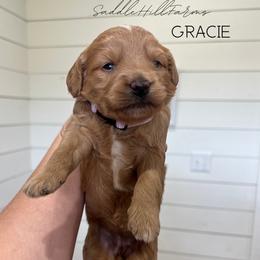 Gracie - Apricot female Goldendoodle puppy in Rienzi, Mississippi from Saddle Hill Farms
