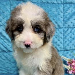 Maxie - Blue merle female Miniature Australian Shepherd puppy in Marshall, Arkansas from Buffalo River Puppies