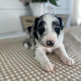 Torrey Pine - White and blue merle female Bordoodle puppy in Valley Center, California from Circle R Valley Bordoodls