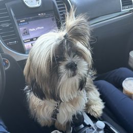 Diego - Shih Tzu